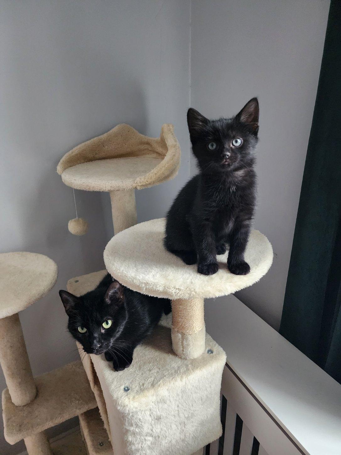 Enlarge Duke, an adopted Domestic Short Hair in Ellicott City, MD image 5/5