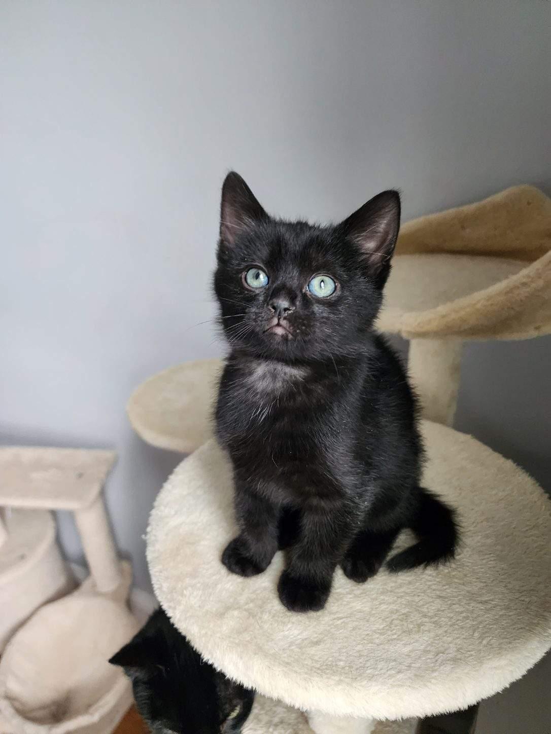 Enlarge Duke, an adopted Domestic Short Hair in Ellicott City, MD image 3/5