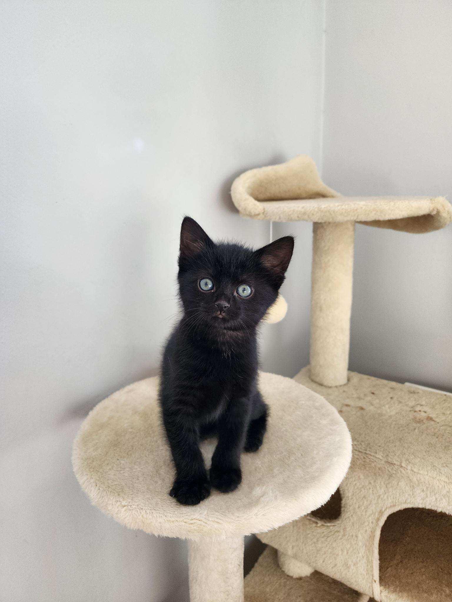 Duke, adopted, Kitten Male Domestic Short Hair.