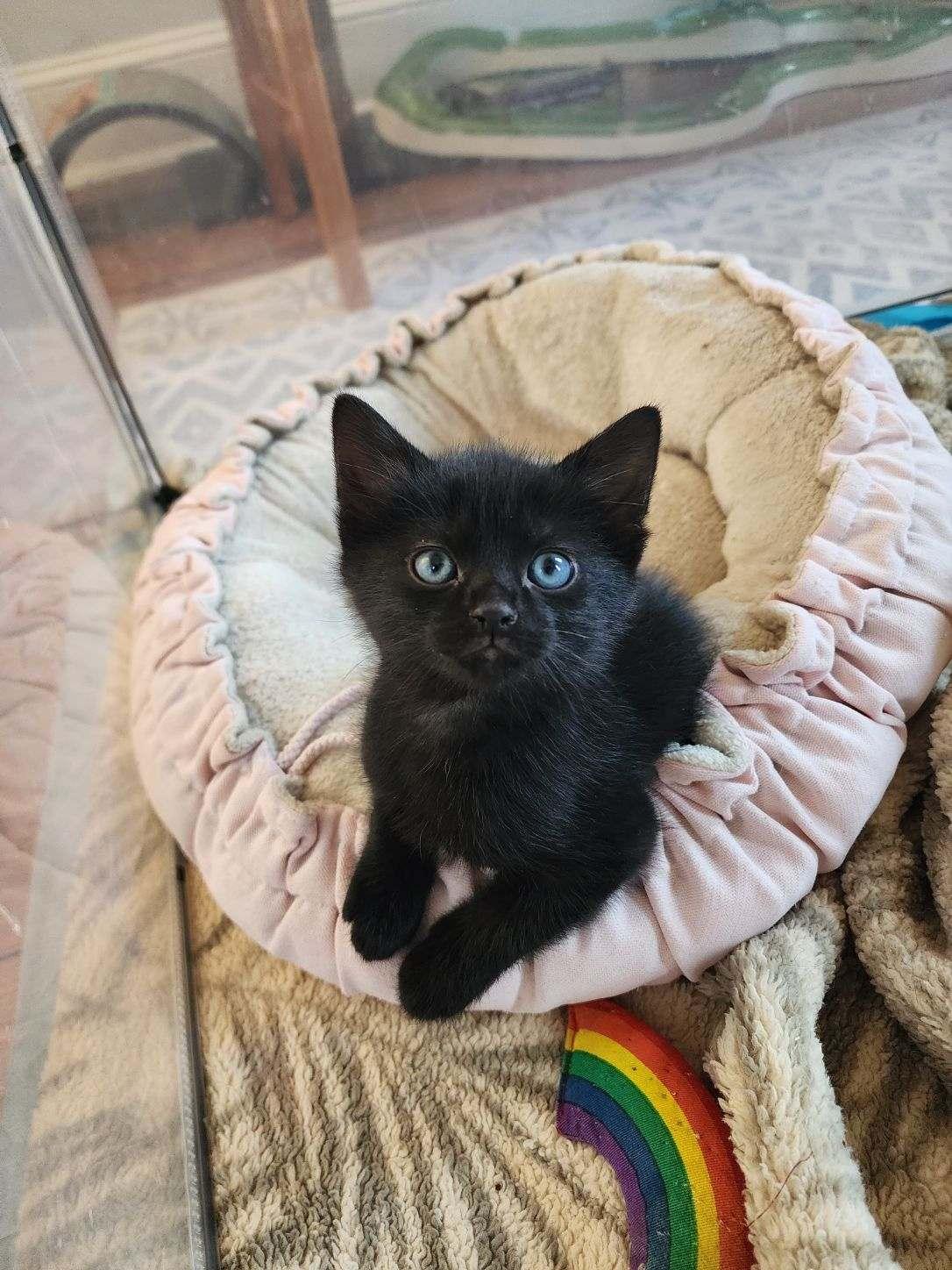 Enlarge Duke, an adopted Domestic Short Hair in Ellicott City, MD image 4/5