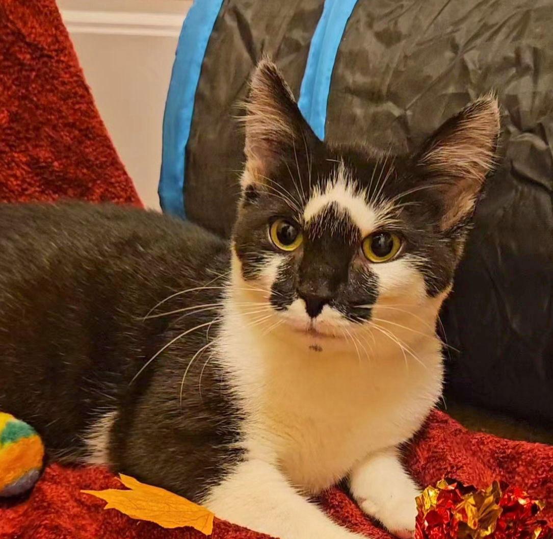 *Figaro, Adoptable, Kitten Male Domestic Short Hair.