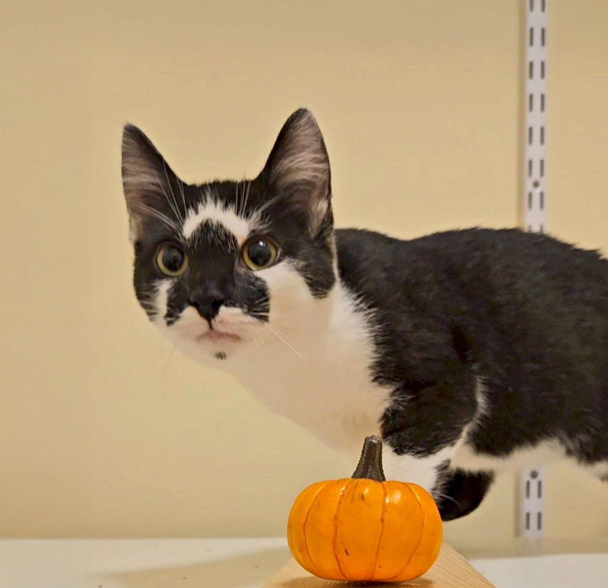 Enlarge *Figaro, a Adoptable Domestic Short Hair in Forest, VA image 2/3