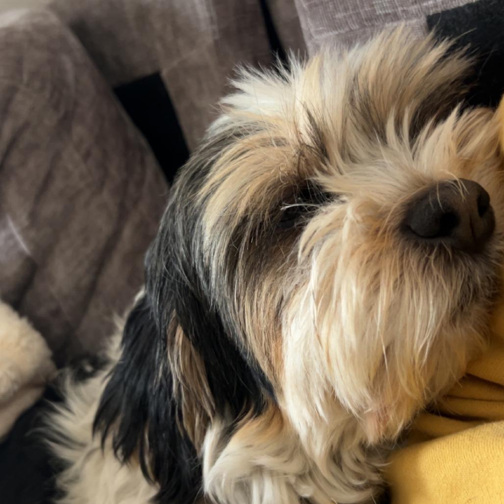Joe bonded with Moe, Adoptable, Senior Male Shih Tzu.