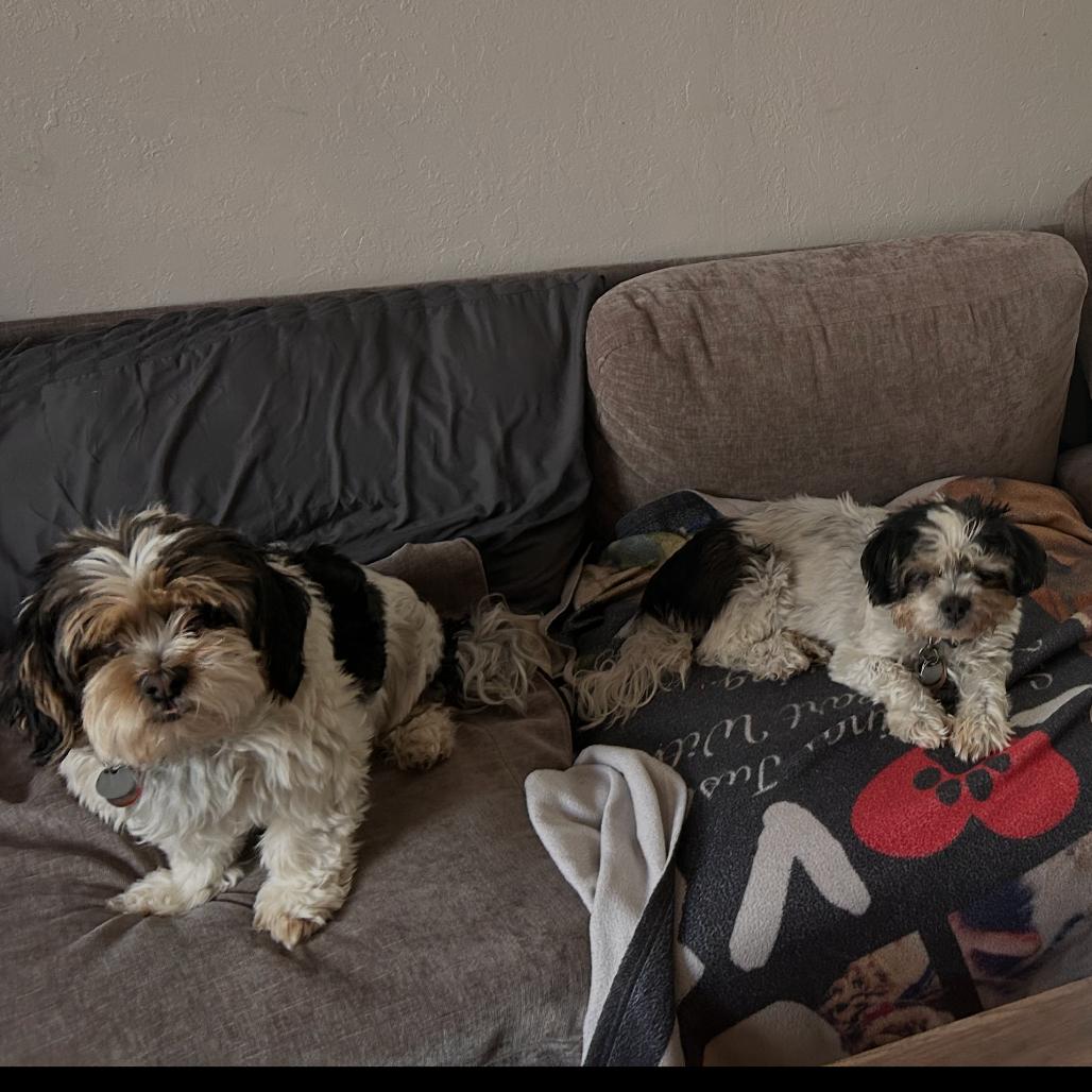 Enlarge Joe bonded with Moe, a Adoptable Shih Tzu in Corvallis, OR image 2/6