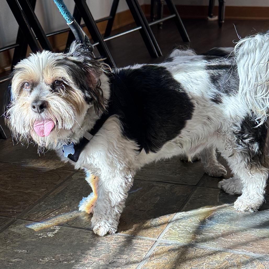 Enlarge Joe bonded with Moe, a Adoptable Shih Tzu in Corvallis, OR image 3/6
