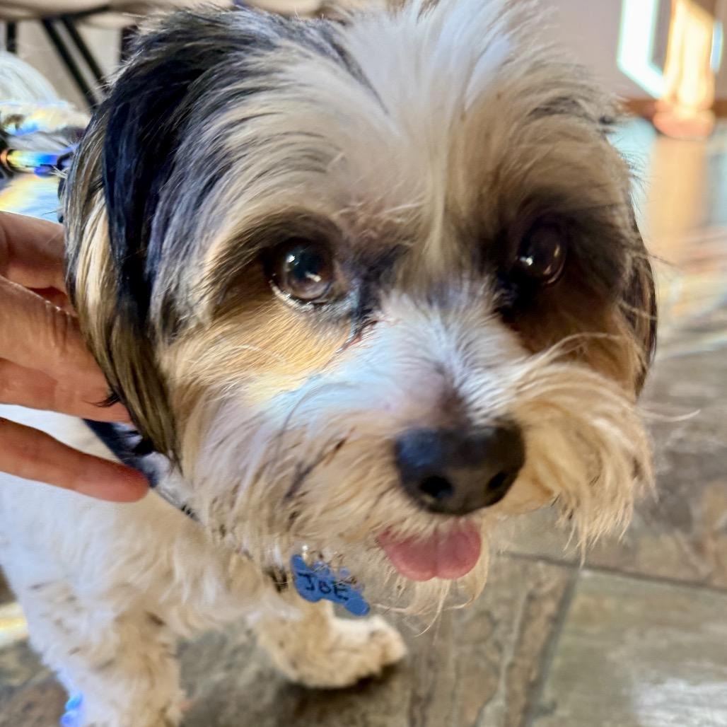 Enlarge Joe bonded with Moe, a Adoptable Shih Tzu in Corvallis, OR image 4/6