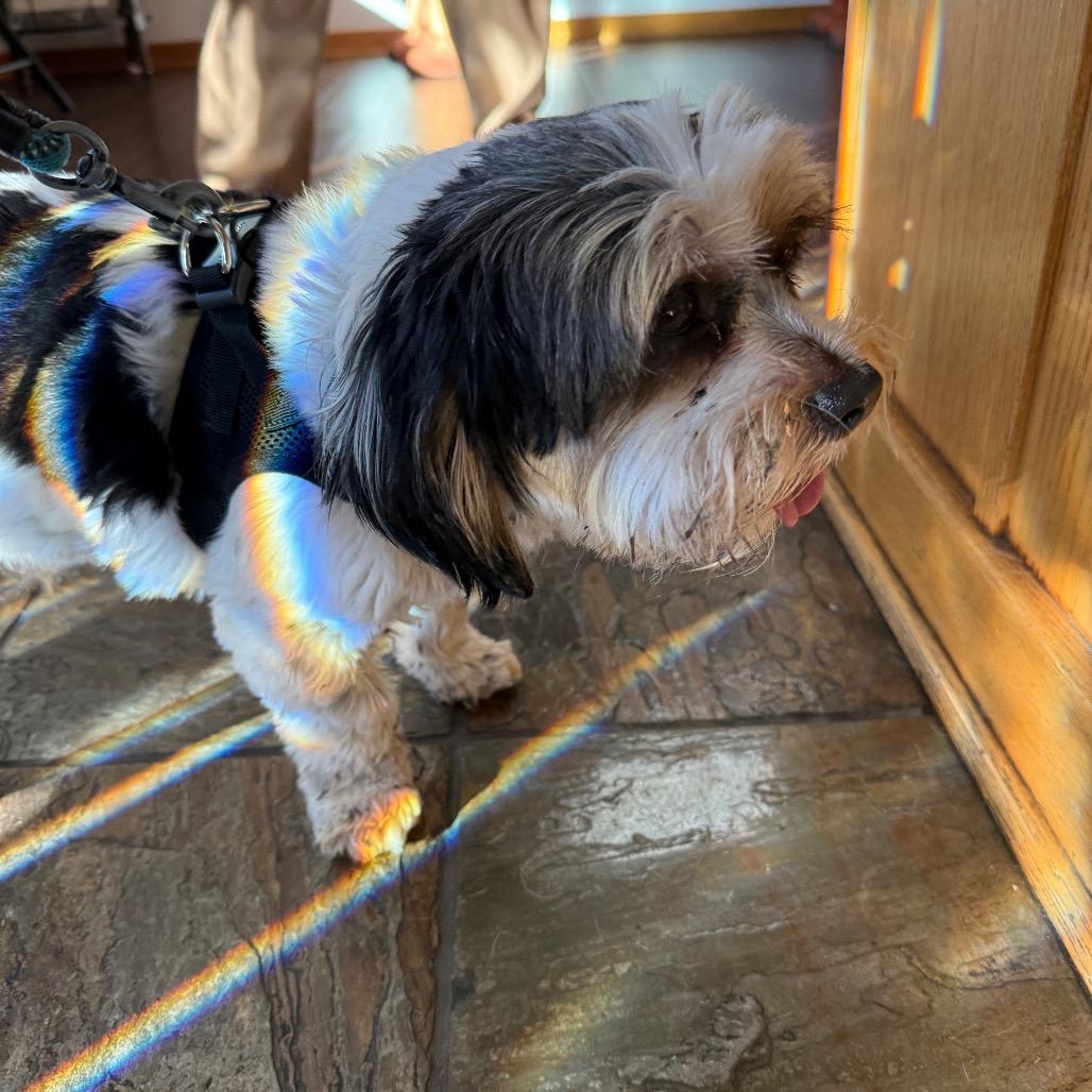 Enlarge Joe bonded with Moe, a Adoptable Shih Tzu in Corvallis, OR image 5/6