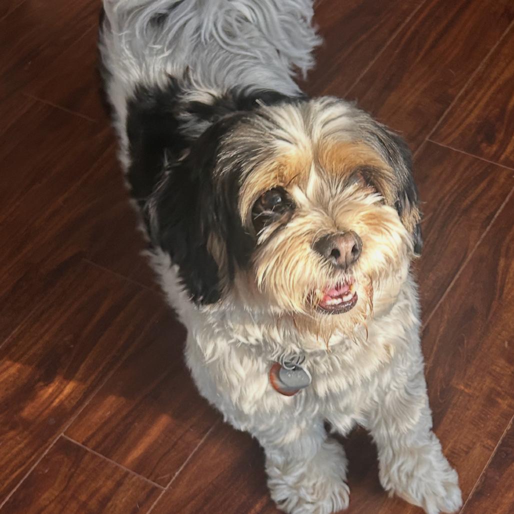 Enlarge Joe bonded with Moe, a Adoptable Shih Tzu in Corvallis, OR image 6/6