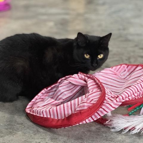 Marsha, a Adoptable Domestic Medium Hair in Tomah, WI image 3/4