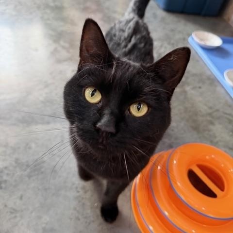 Enlarge Marsha, a Adoptable Domestic Medium Hair in Tomah, WI image 1/5