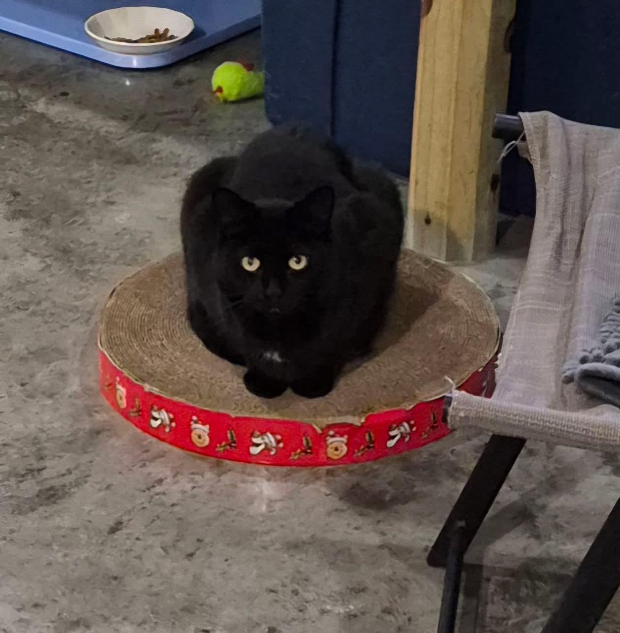 Enlarge Marsha, a Adoptable Domestic Medium Hair in Tomah, WI image 3/5