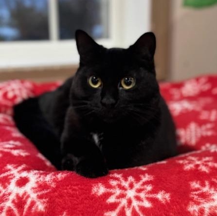 Marsha, a Adoptable Domestic Medium Hair in Tomah, WI image 2/4