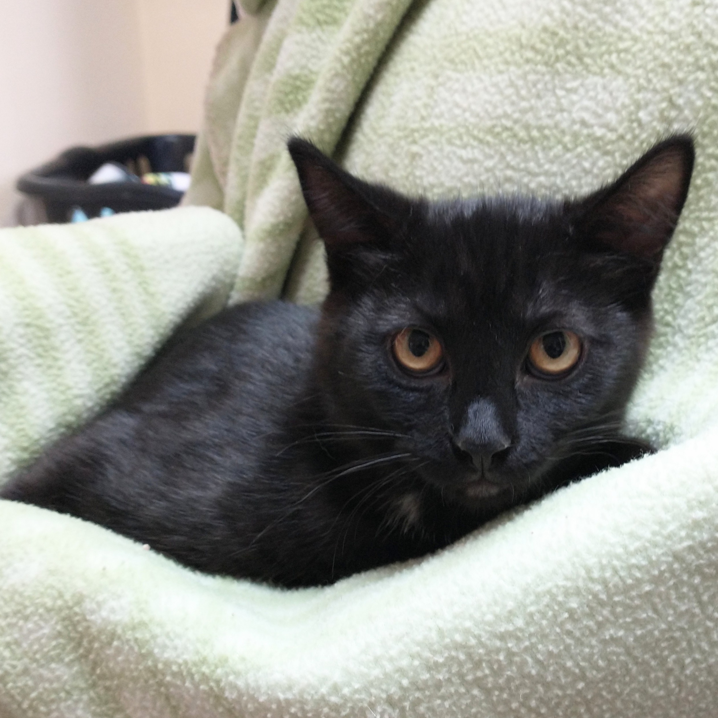 Marsha, a Adoptable Domestic Medium Hair in Tomah, WI image 4/4