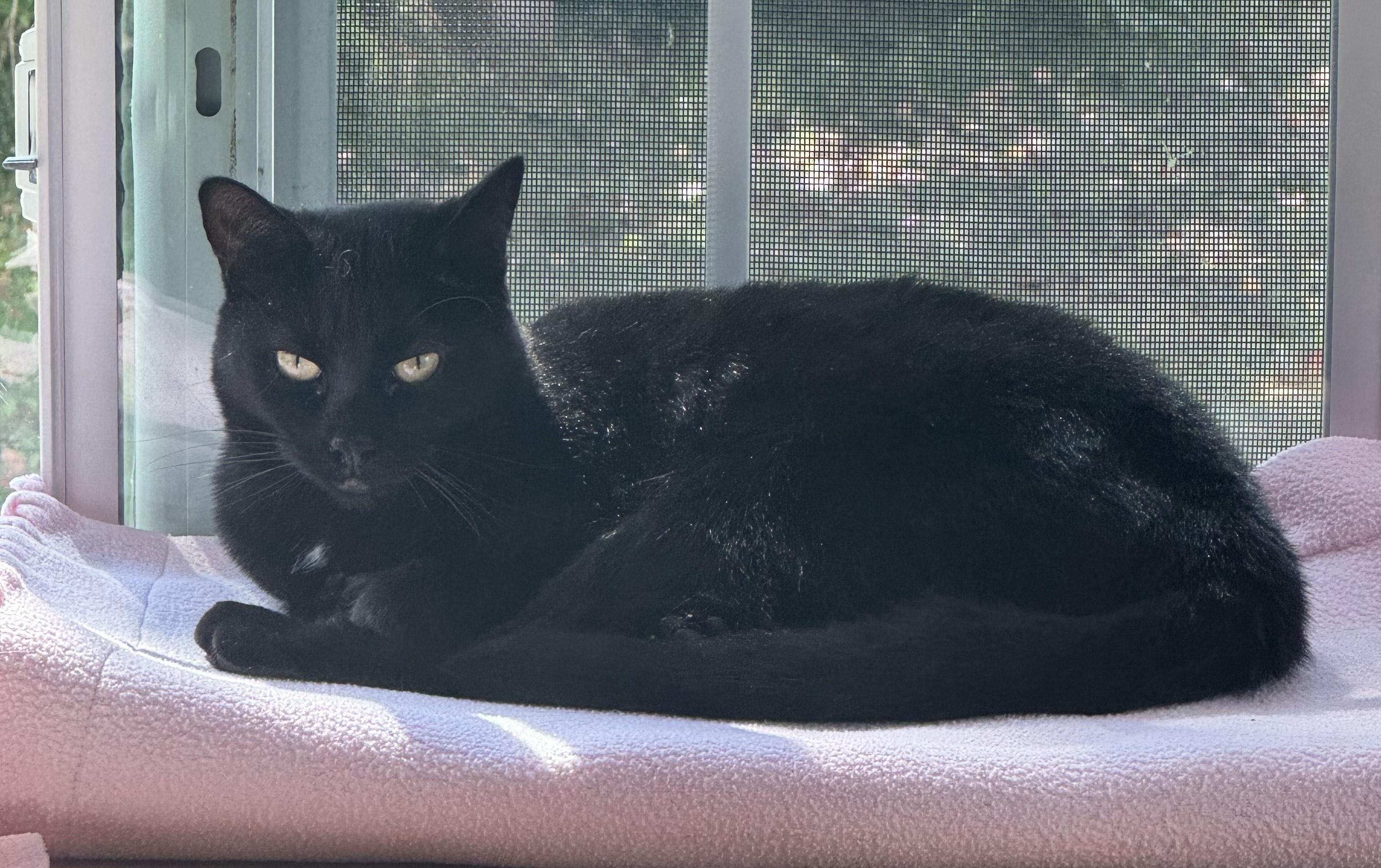 Marsha, Adoptable, Kitten Female Domestic Medium Hair.