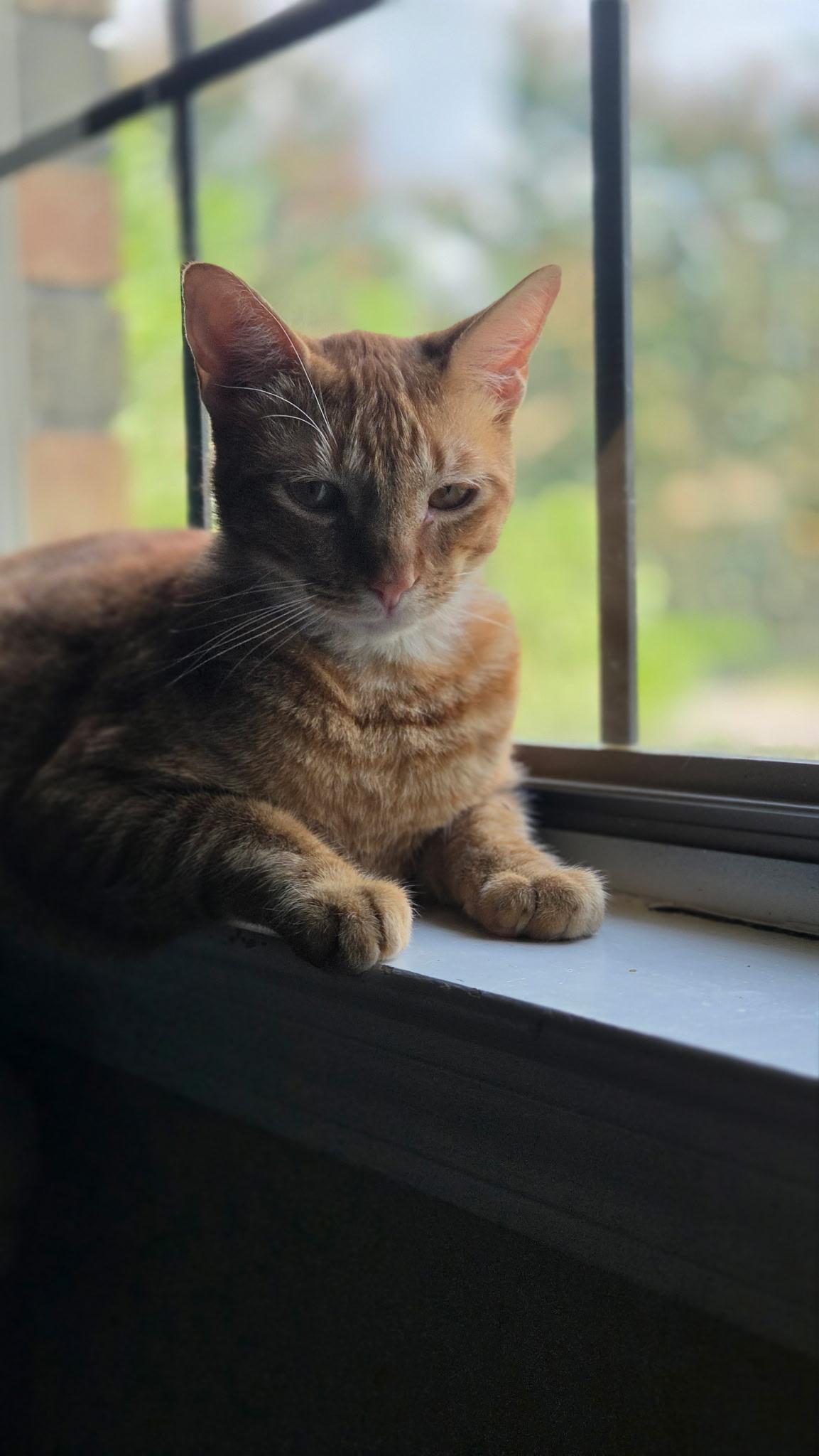 Enlarge Handsome TIGGER, a Adoptable Domestic Short Hair in pensacola, FL image 3/6