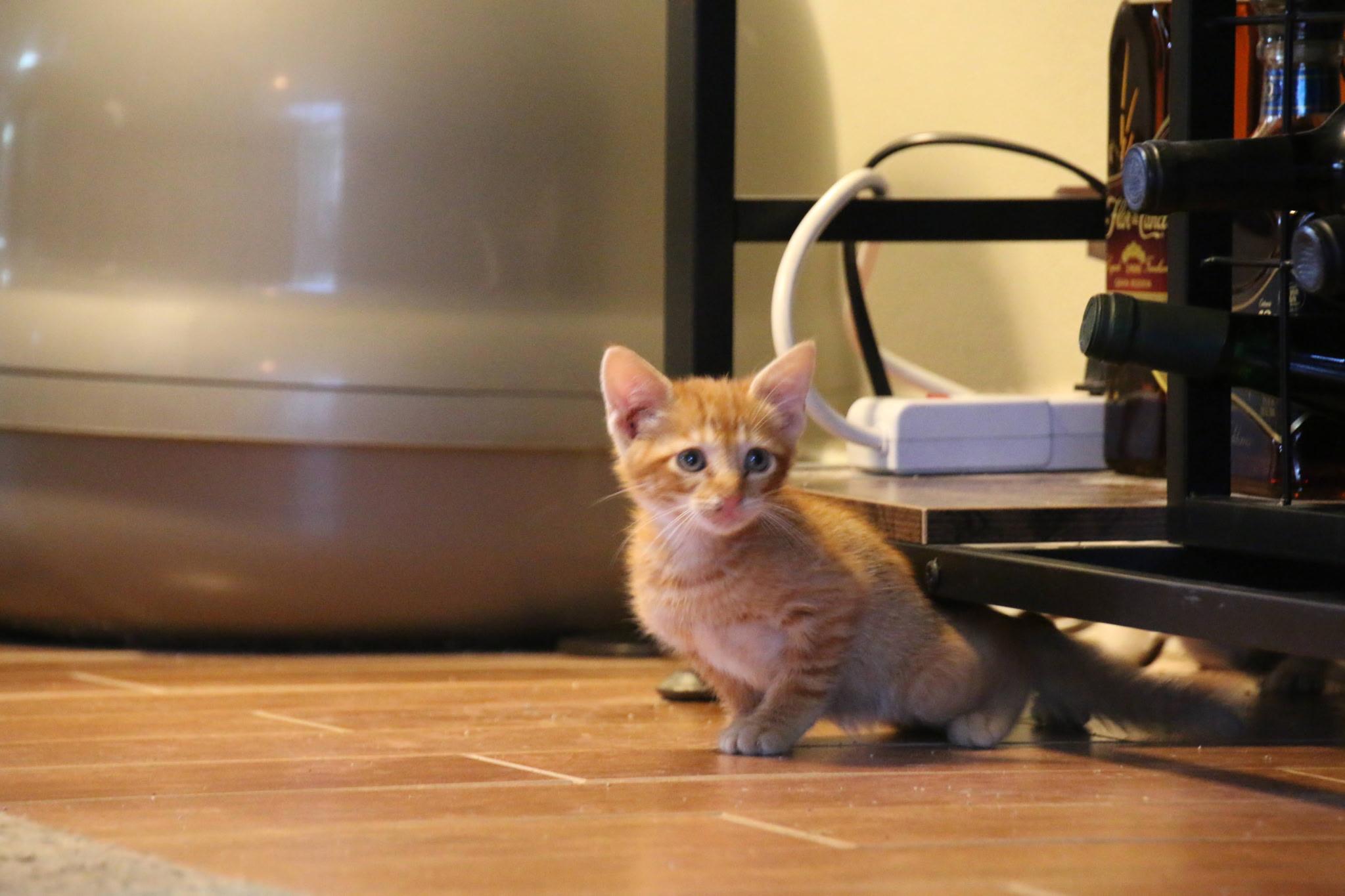 Tigger thumbnail 2