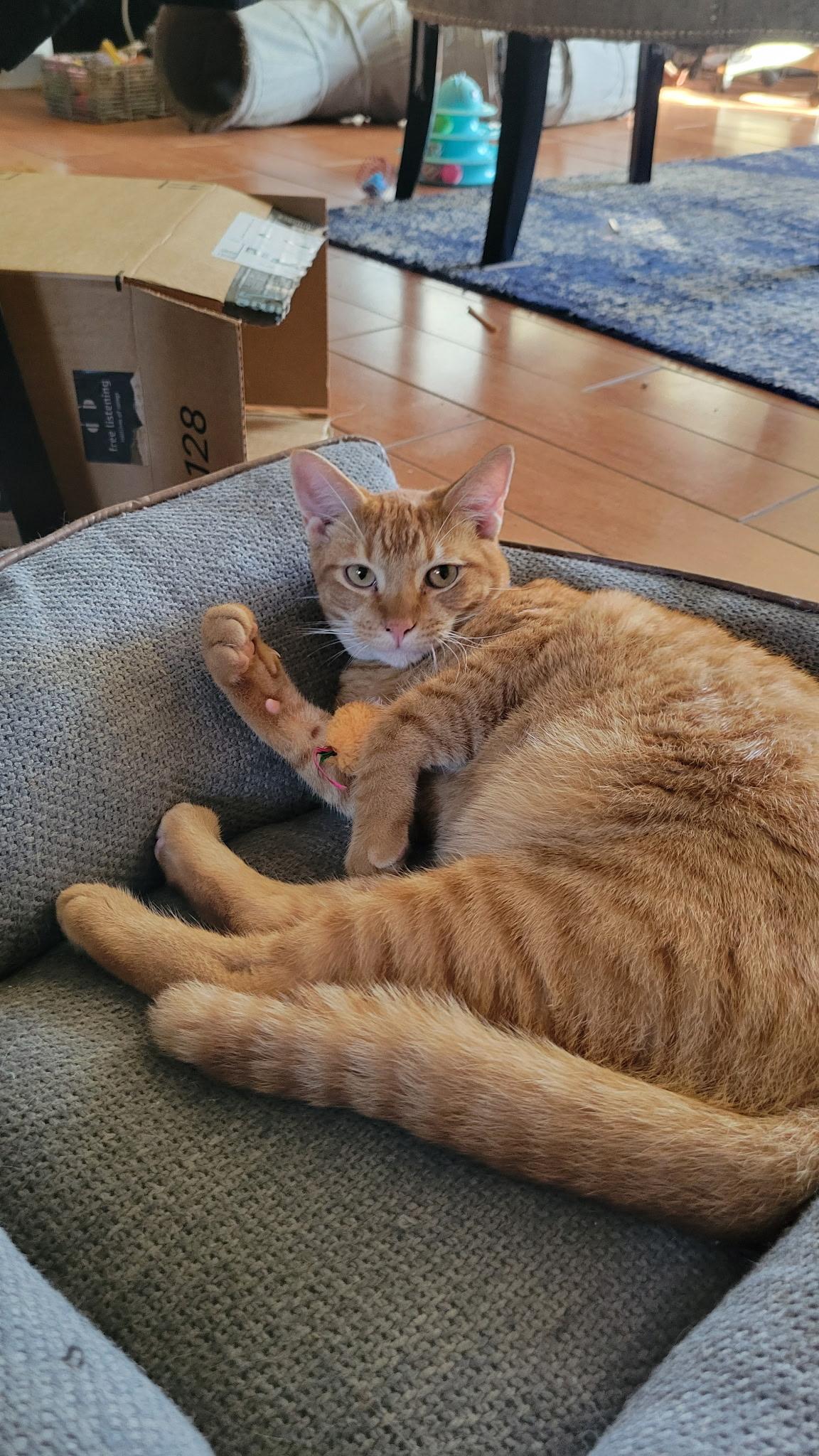 TIGGER, Adoptable, Kitten Male Domestic Short Hair.