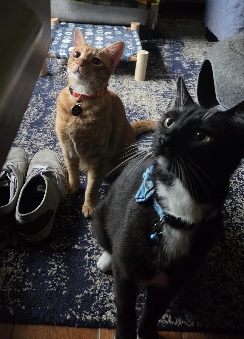 Enlarge Handsome TIGGER, a Adoptable Domestic Short Hair in pensacola, FL image 6/6