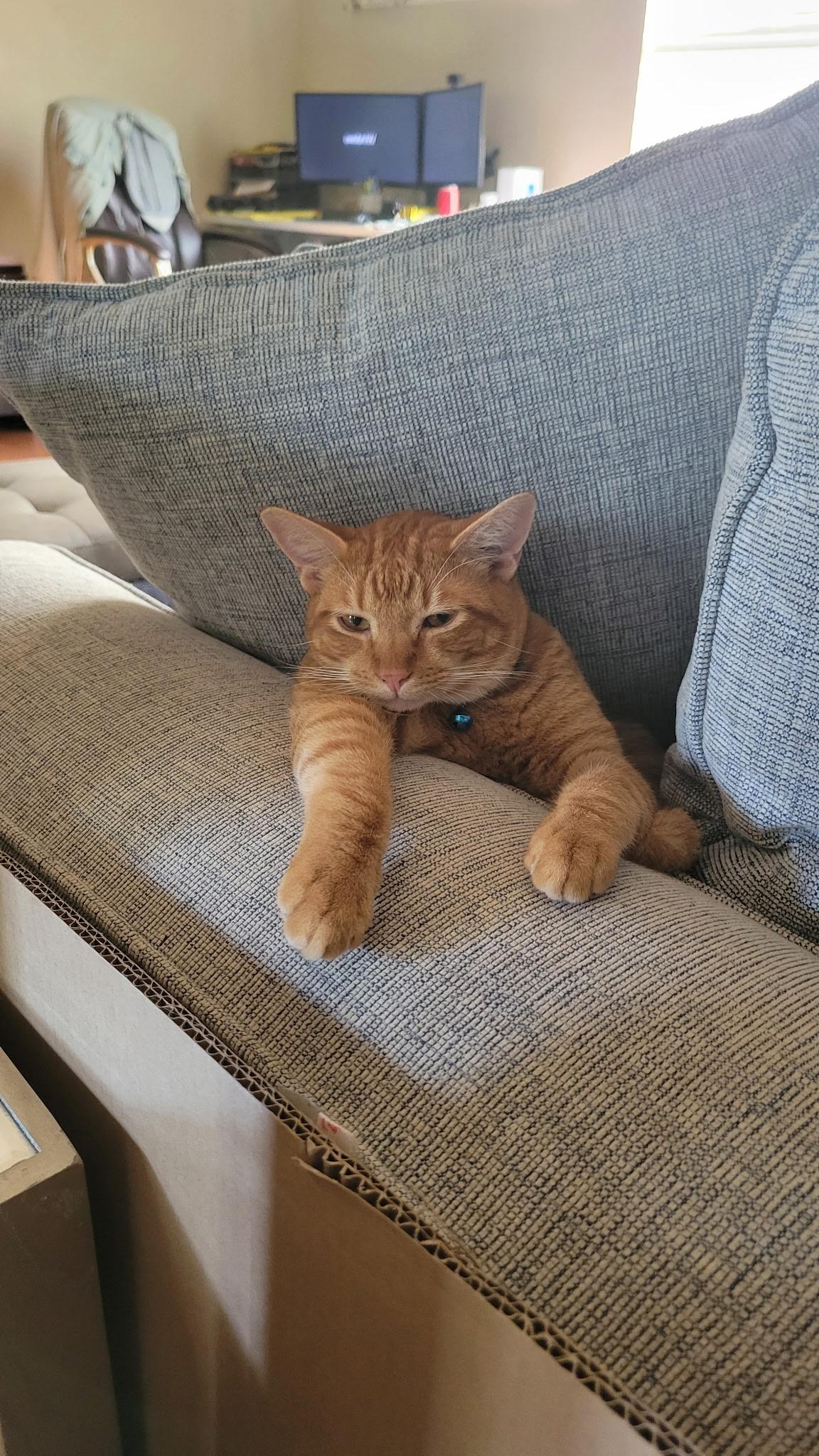 Enlarge TIGGER, a Adoptable Domestic Short Hair in pensacola, FL image 2/6