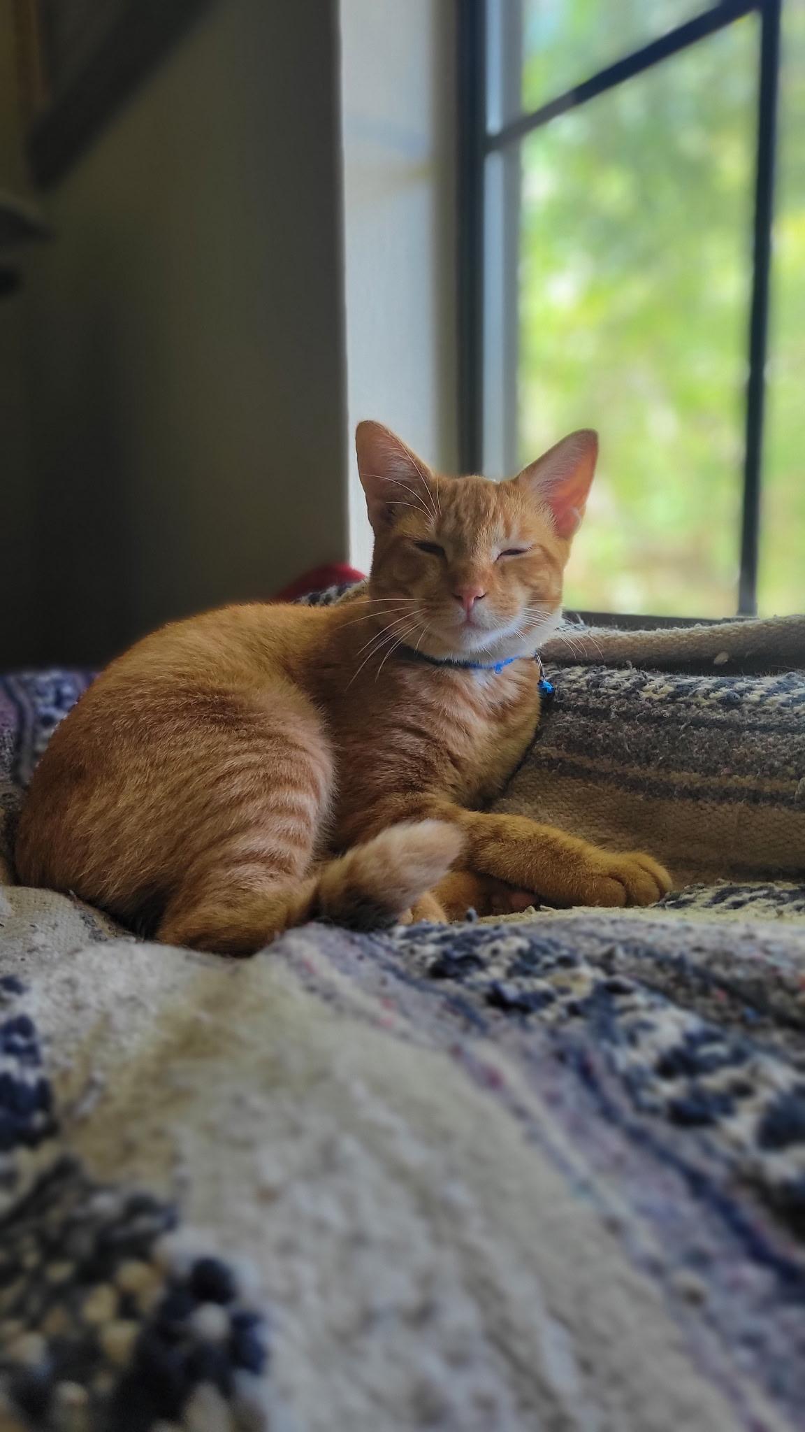 Enlarge TIGGER, a Adoptable Domestic Short Hair in pensacola, FL image 3/6