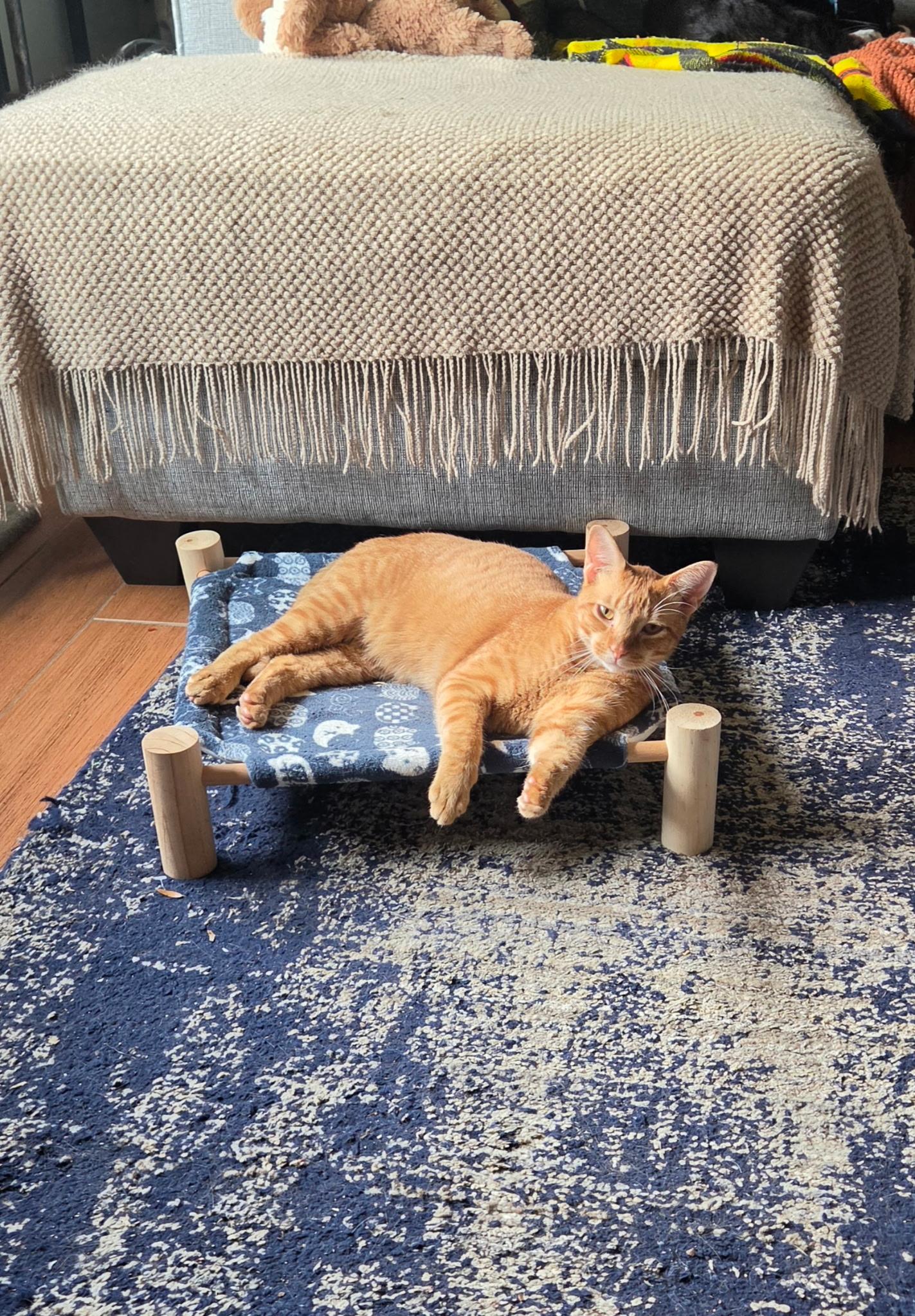 Enlarge Handsome TIGGER, a Adoptable Domestic Short Hair in pensacola, FL image 2/6