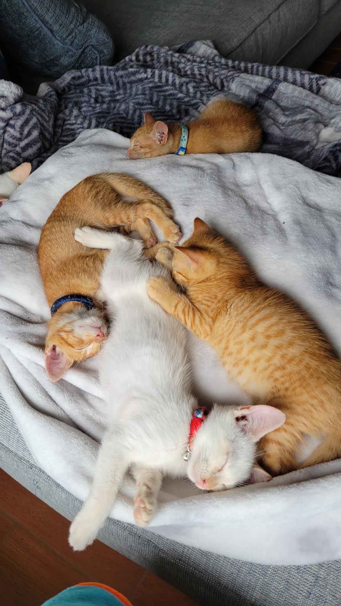 Tigger thumbnail 4