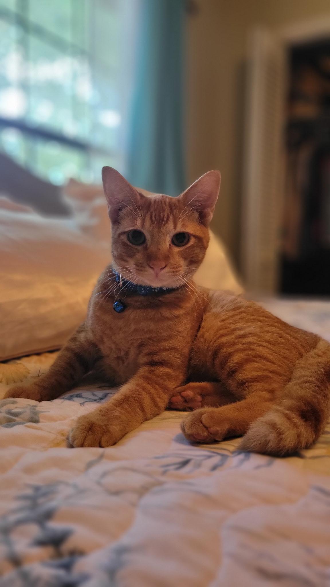 Enlarge TIGGER, a Adoptable Domestic Short Hair in pensacola, FL image 4/6