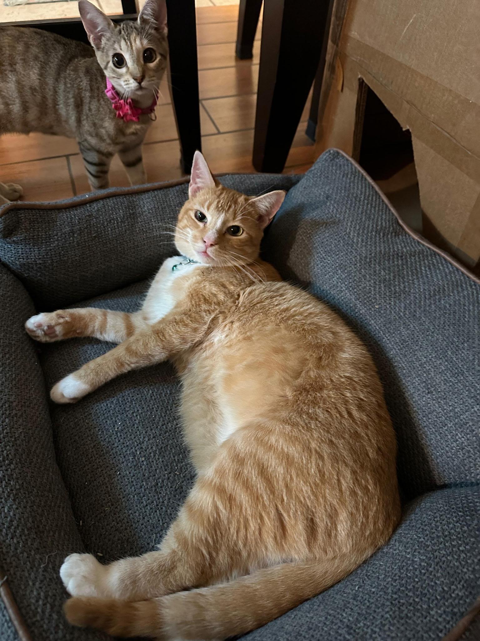 Enlarge TIGGER, a Adoptable Domestic Short Hair in pensacola, FL image 5/6