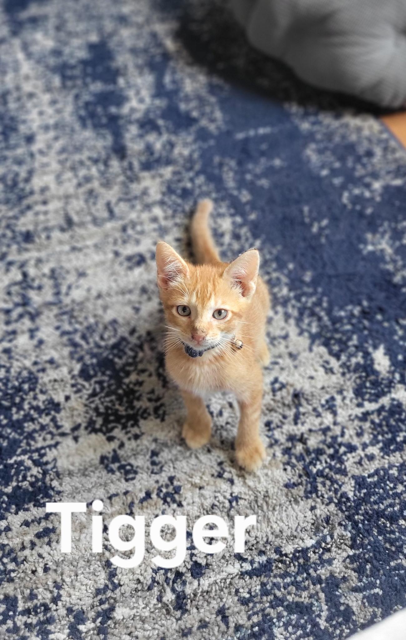 Tigger thumbnail 3