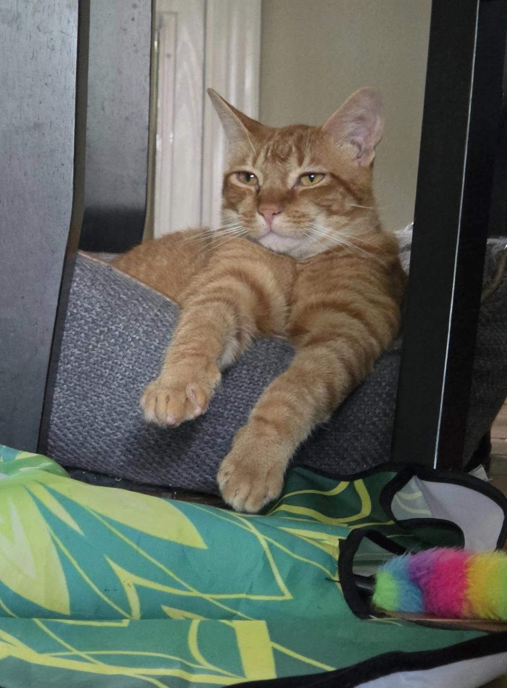 Enlarge Handsome TIGGER, a Adoptable Domestic Short Hair in pensacola, FL image 5/6