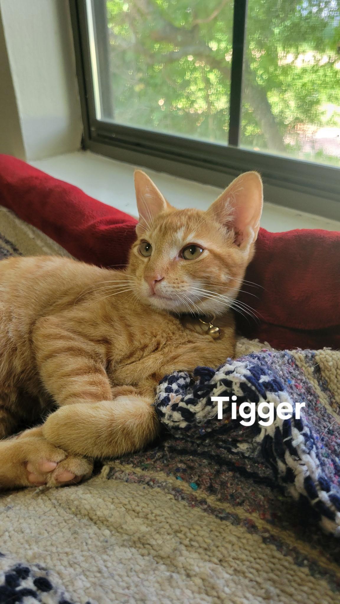 Enlarge TIGGER, a Adoptable Domestic Short Hair in pensacola, FL image 6/6