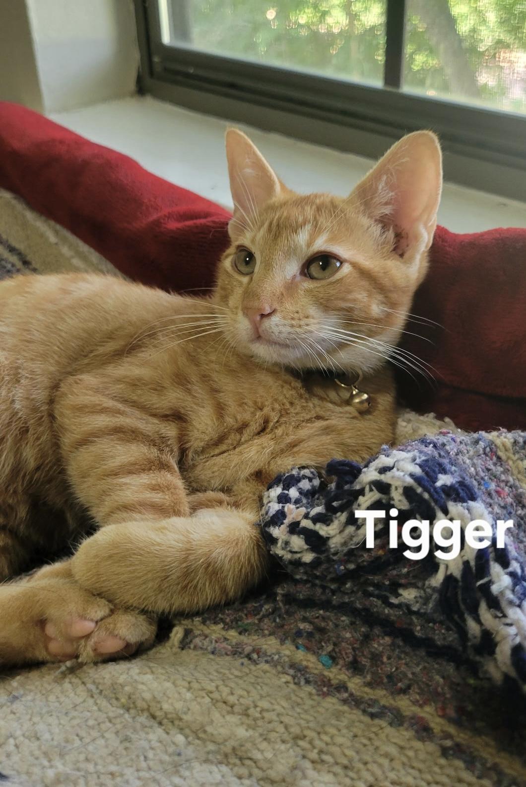 Handsome TIGGER, Adoptable, Young Male Domestic Short Hair.