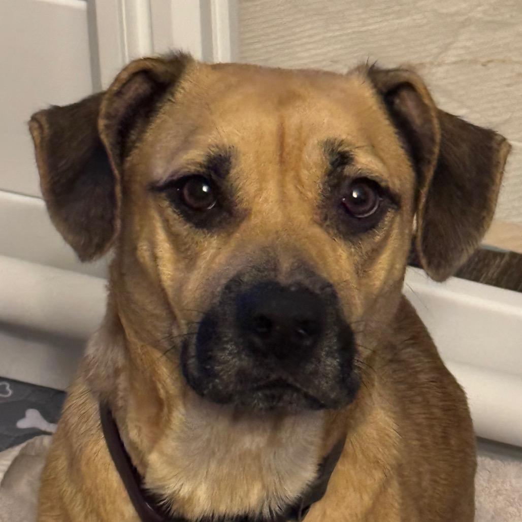 Rae, Adoptable, Adult Female Pug & Beagle.