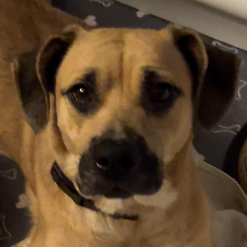 Enlarge Rae, a Adoptable mixed breed in Greenfield, IN image 2/2