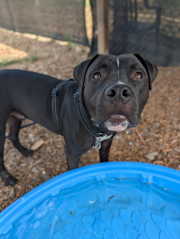 Shrimp Magician, Adoptable, Young Male Pit Bull Terrier.