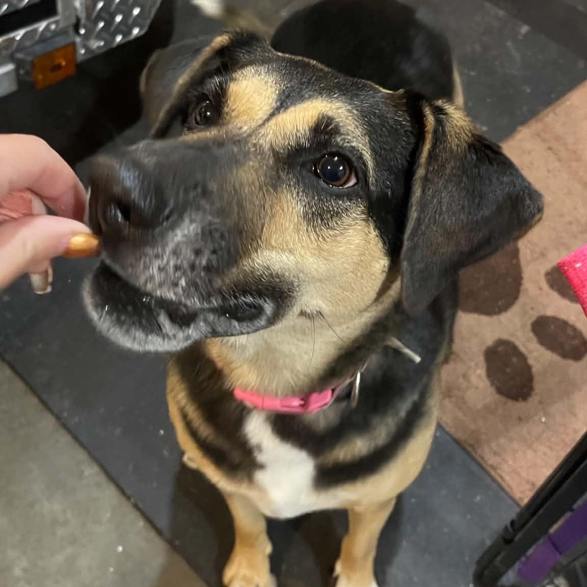 Enlarge Bluff, a Adoptable mixed breed in Janesville, WI image 4/6