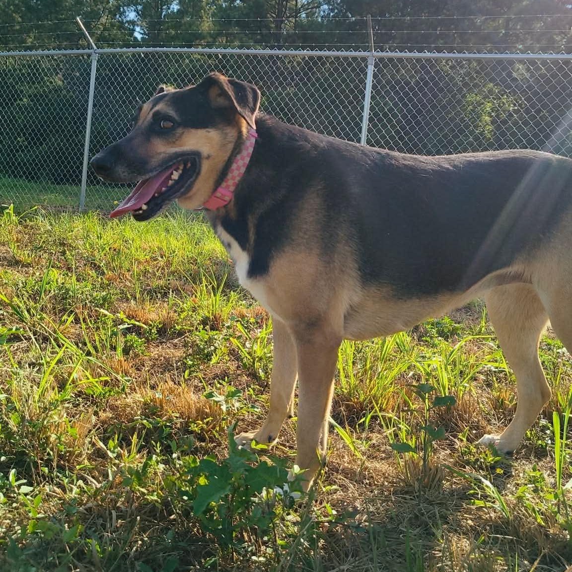 Enlarge Bluff, a Adoptable mixed breed in Janesville, WI image 3/6
