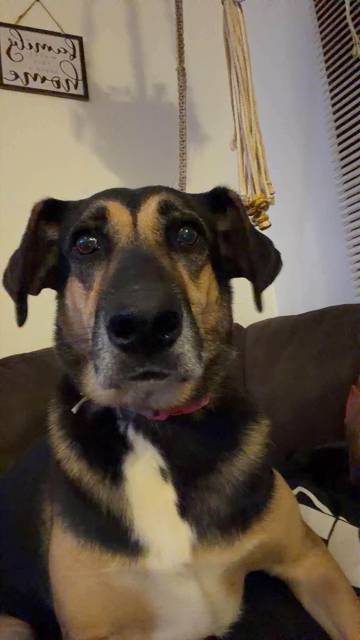 Enlarge Bluff, a Adoptable mixed breed in Janesville, WI image 6/6
