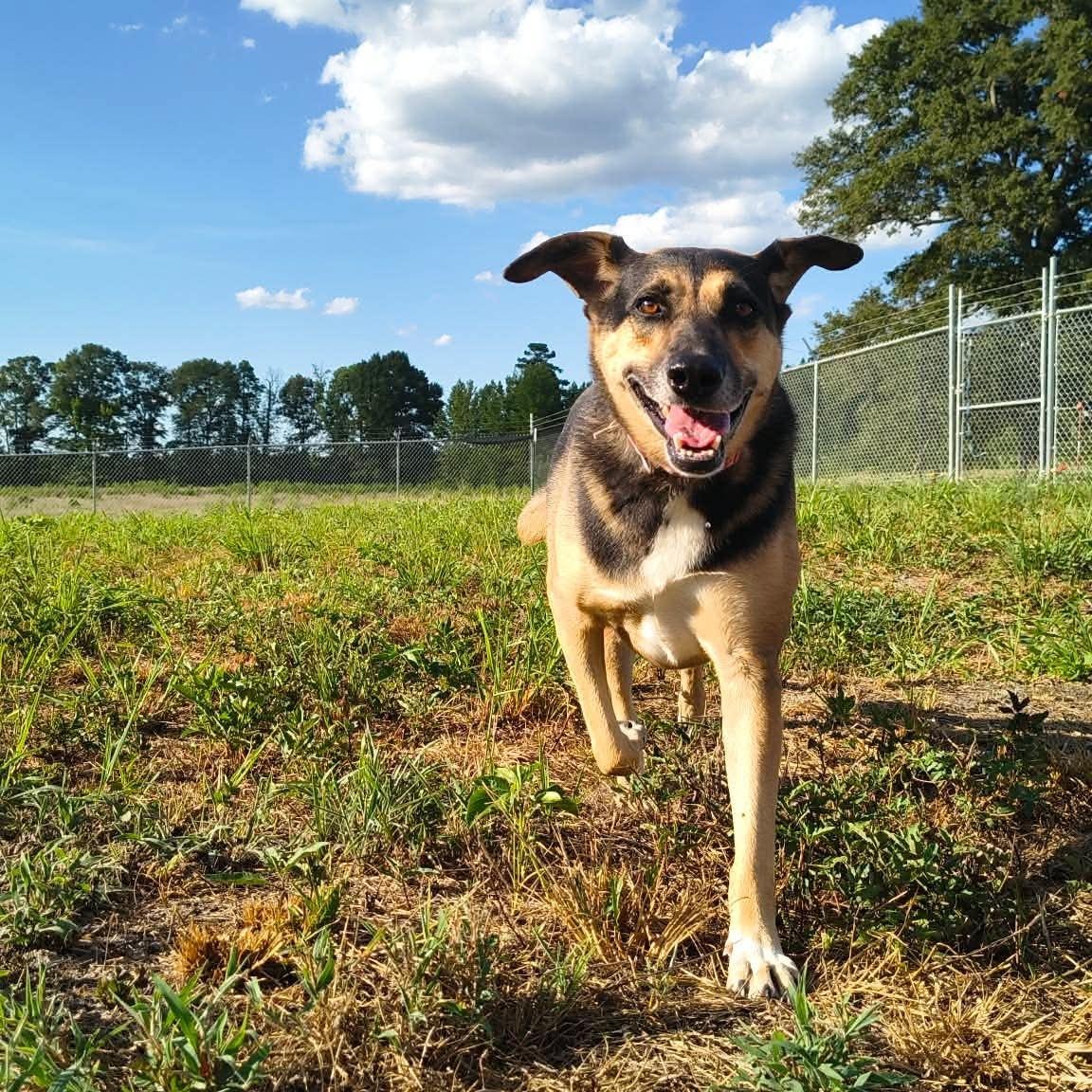 Enlarge Bluff, a Adoptable mixed breed in Janesville, WI image 2/6