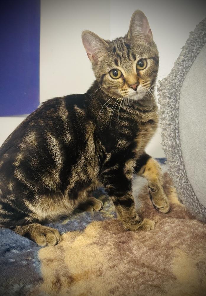 Enlarge Vinny, a Adoptable mixed breed in Jackson, GA image 2/6