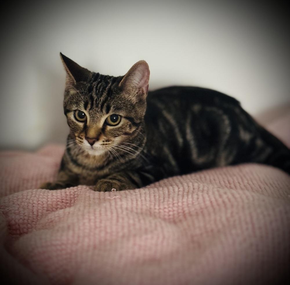 Enlarge Vinny, a Adoptable mixed breed in Jackson, GA image 4/6