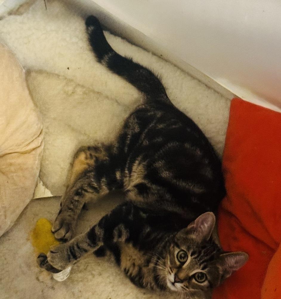 Enlarge Vinny, a Adoptable mixed breed in Jackson, GA image 6/6