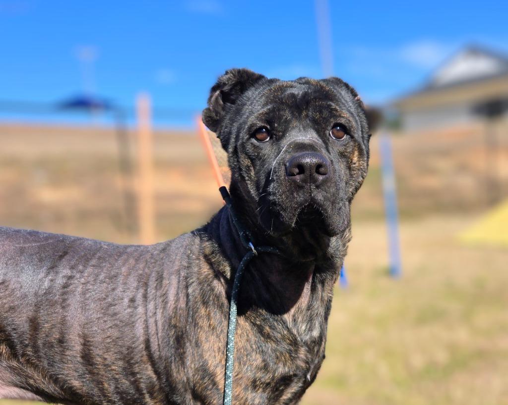Enlarge Emily, a Adoptable Cane Corso in Douglasville, GA image 1/6