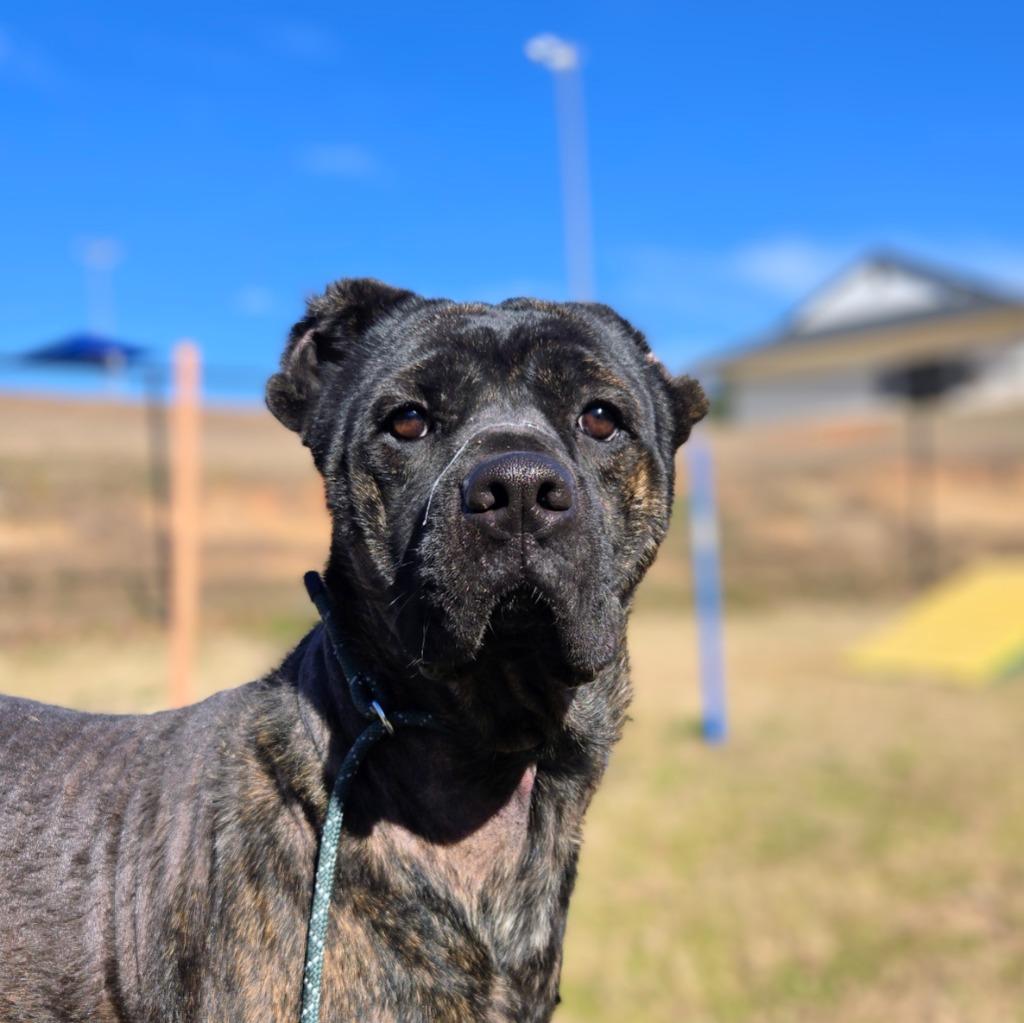Enlarge Emily, a Adoptable Cane Corso in Douglasville, GA image 3/6