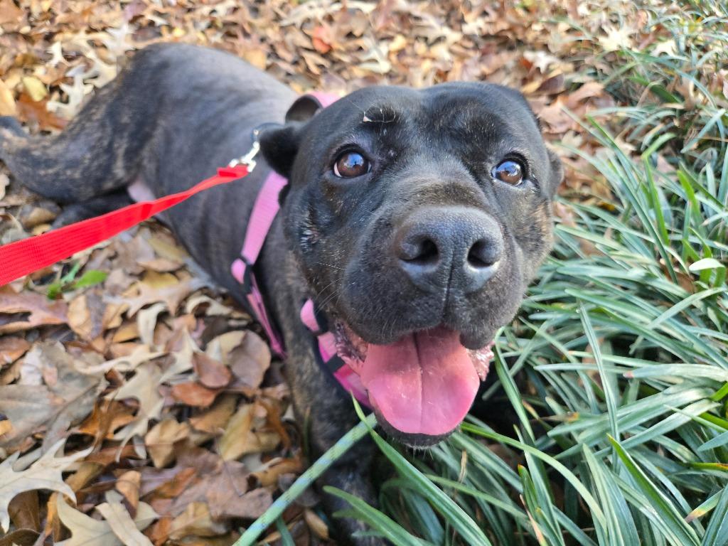 Enlarge Emily, a Adoptable Cane Corso in Douglasville, GA image 4/6