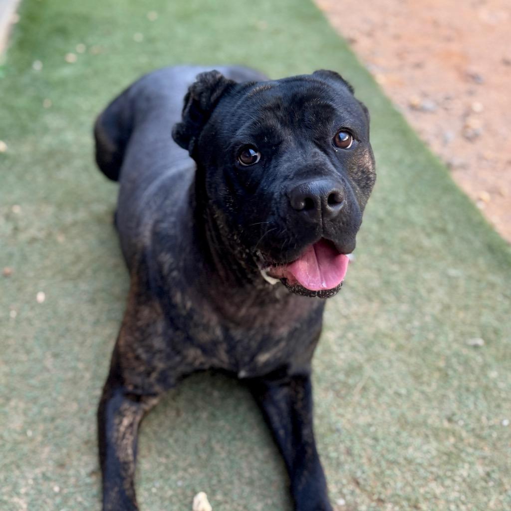 Enlarge Emily, a Adoptable Cane Corso in Douglasville, GA image 5/6