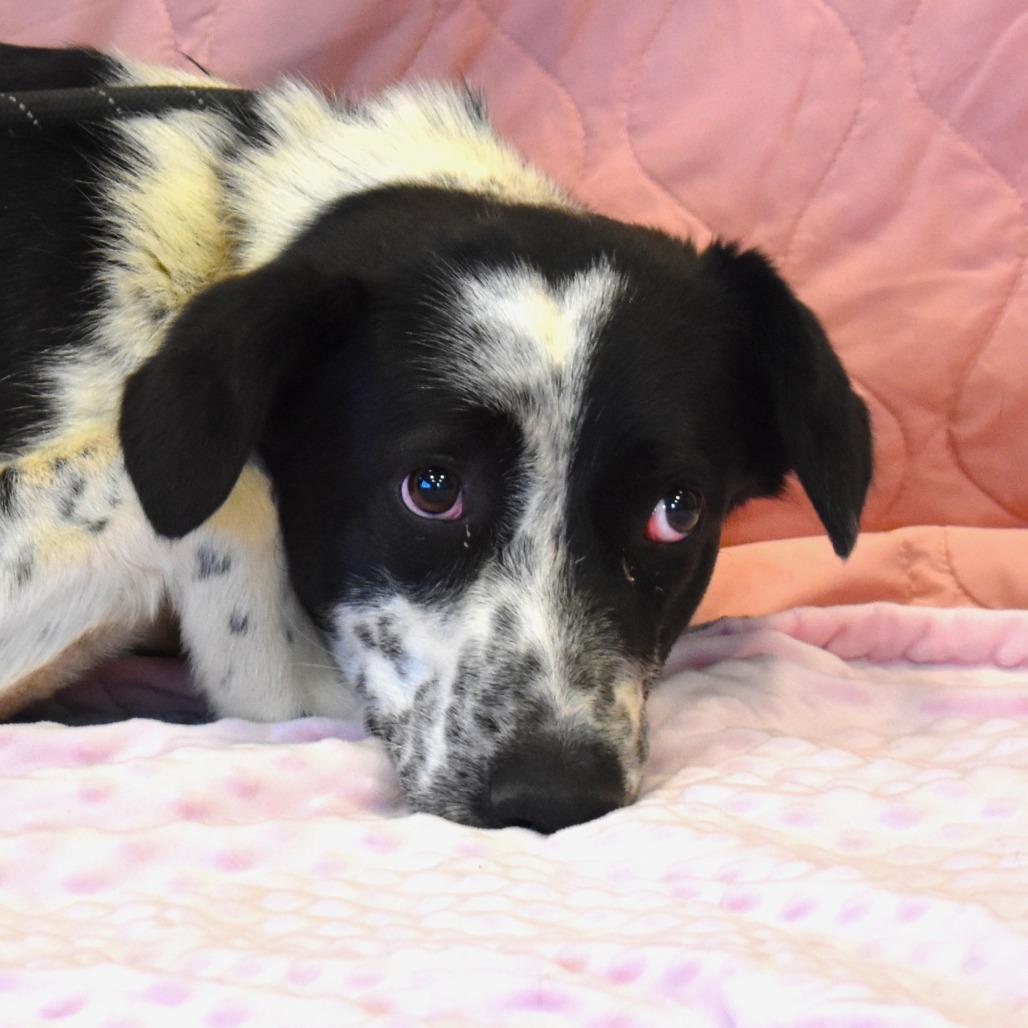 Dottie, a Adoptable mixed breed in Rifle, CO image 4/6
