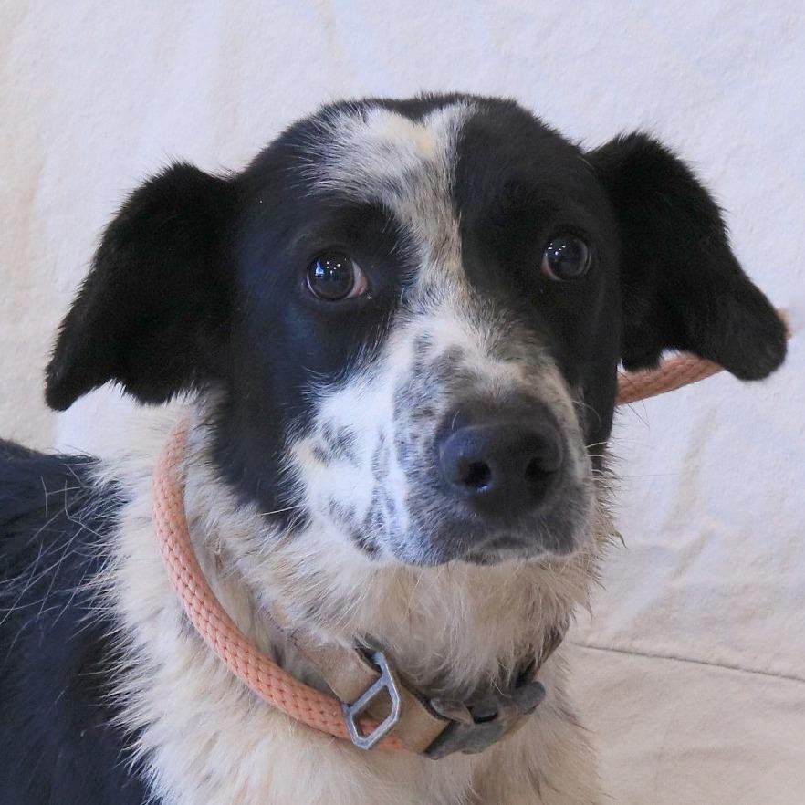 Dottie, a Adoptable mixed breed in Rifle, CO image 6/6