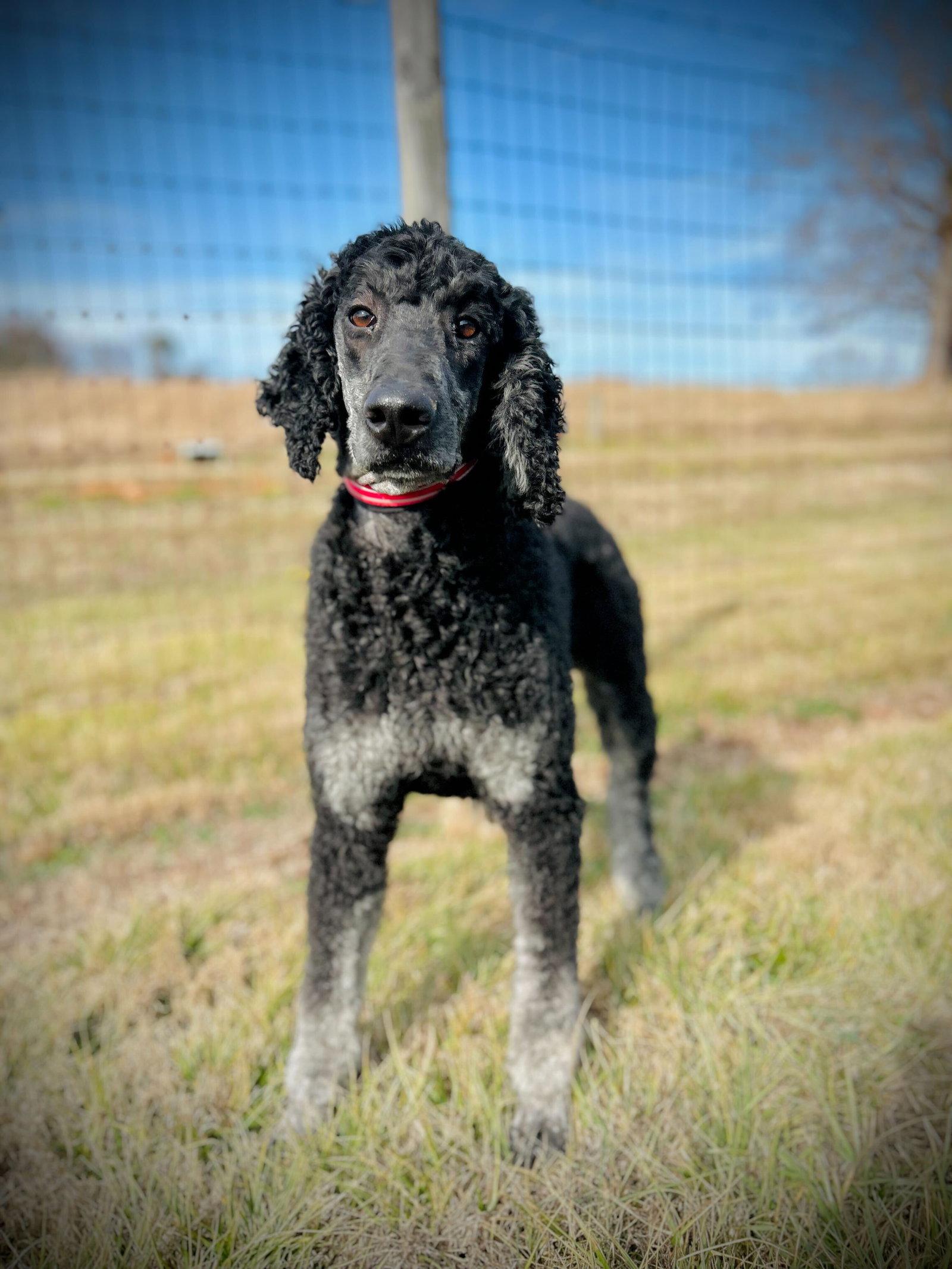 Bentley Oakes Dec 25, Adoptable, Adult Male Standard Poodle.