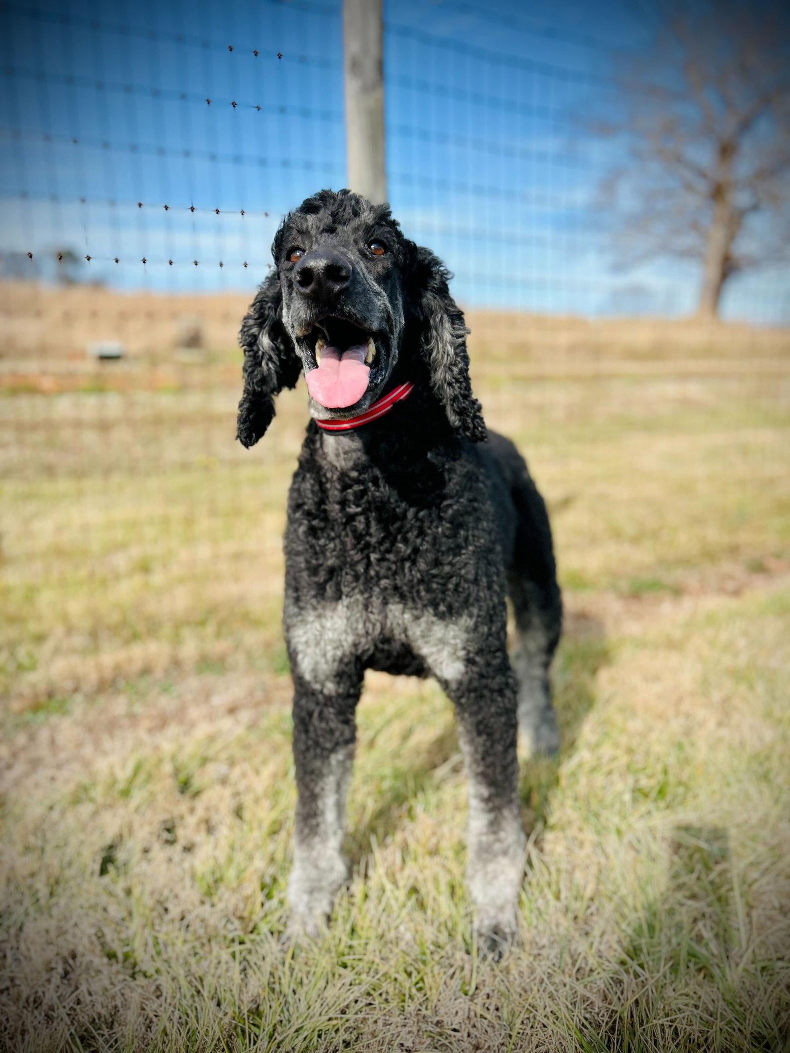 Enlarge Bentley Oakes Dec 25, a Adoptable Standard Poodle in Pacolet, SC image 2/3